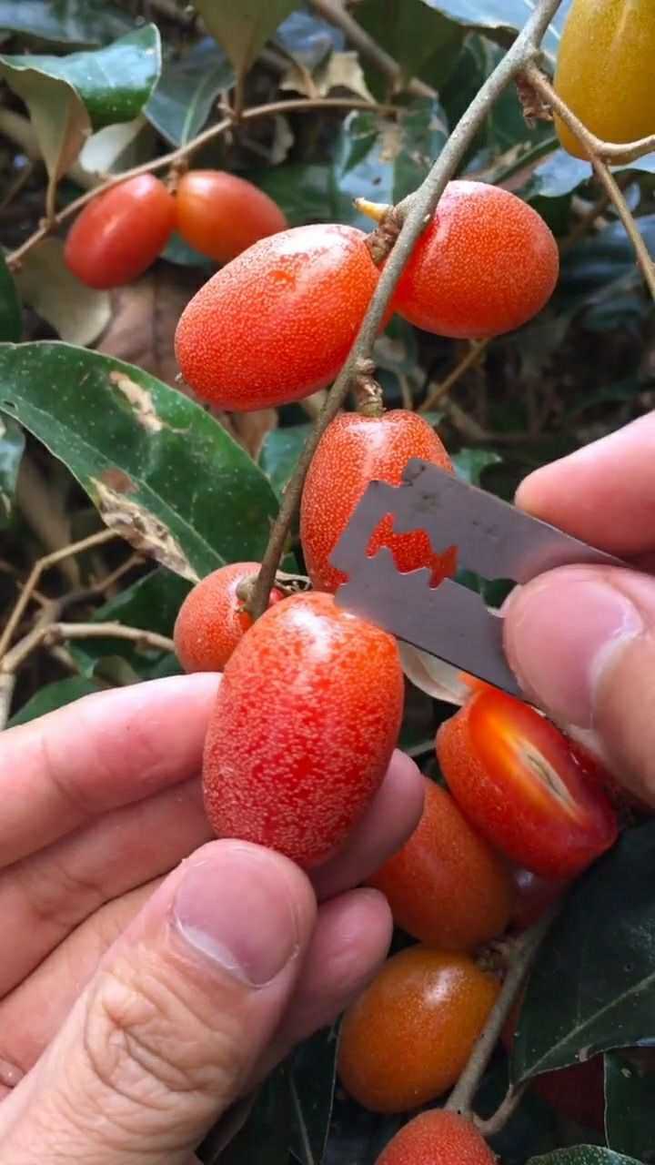 羊奶果之前都没吃过听说特别酸