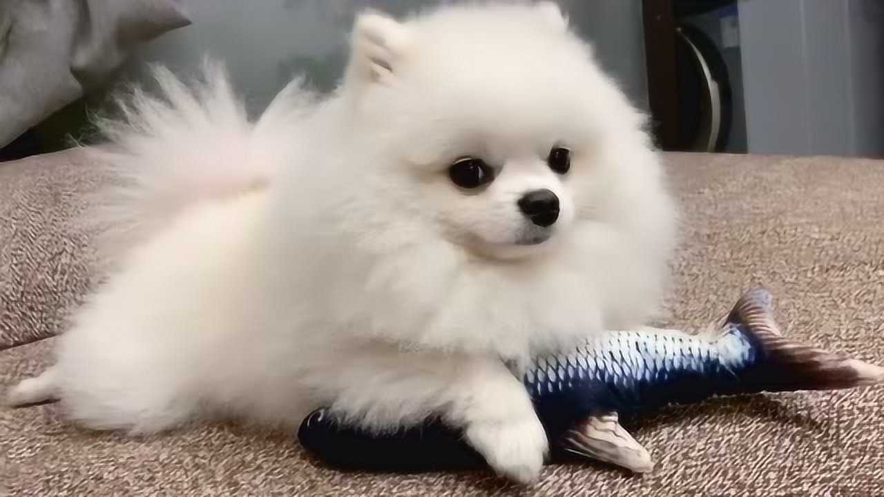 铁蛋:麻麻快看,我征服这条鱼啦,麻麻快看快看呀博美萌宠狗狗