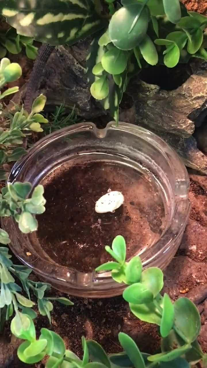 这蜥蜴的产蛋方式太特别了,每个地方都有蜥蜴蛋