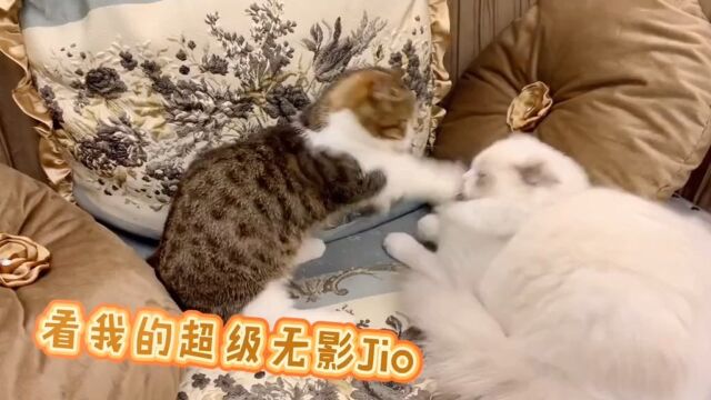 本来以为是个王者曼基康矮脚猫bango捕捉身边的美好