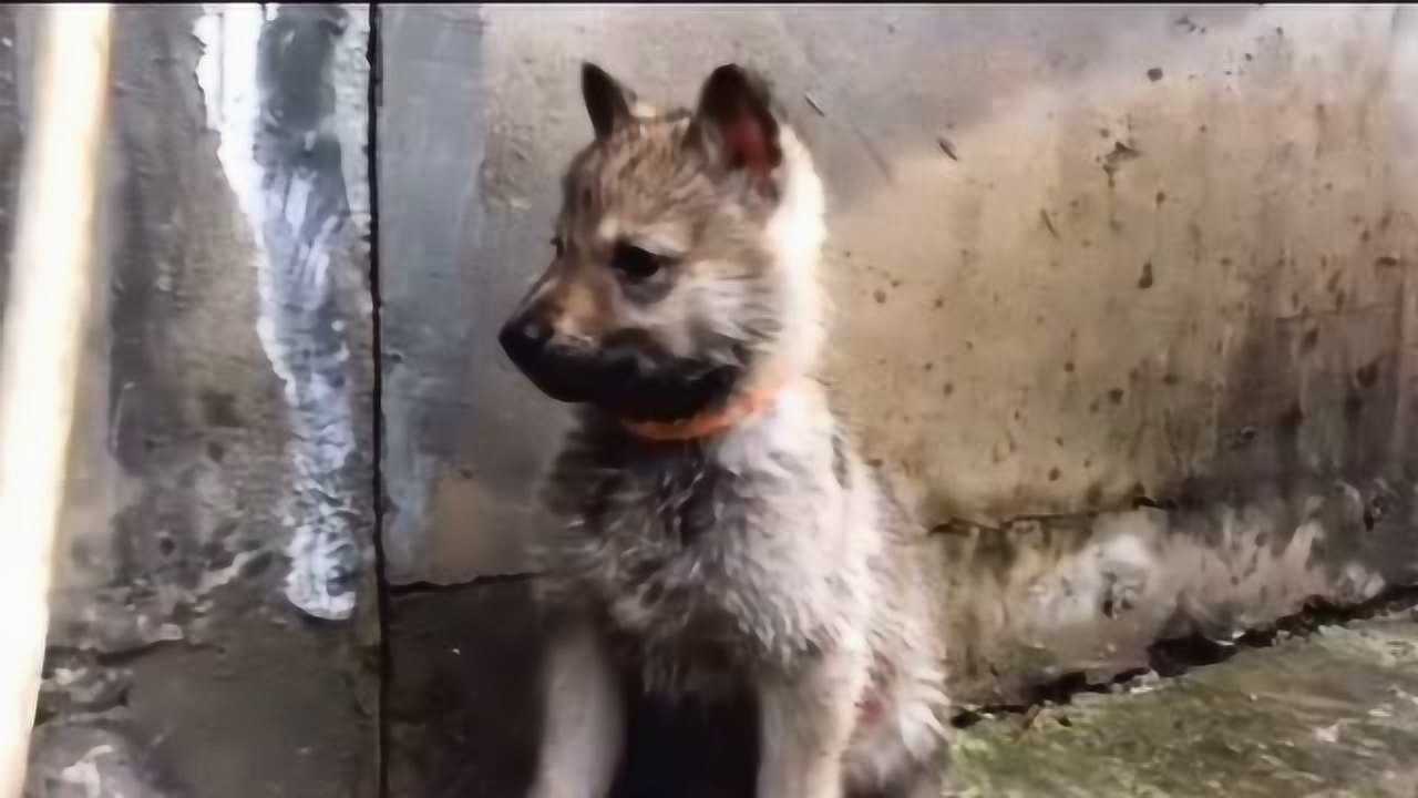 小時候長得像個鐵憨憨,但長大後捷克狼犬厲害了,醜小鴨始終會變成白