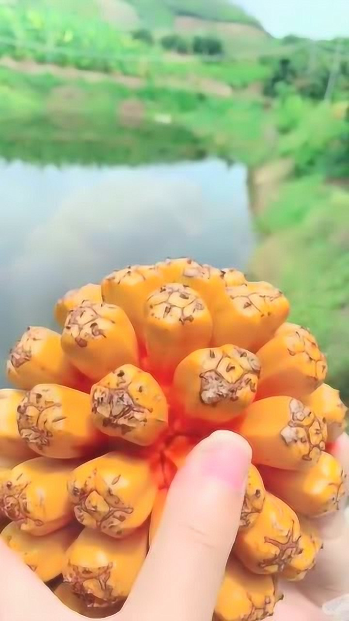 第一次吃野菠萝好不容易扣下一颗剩下的一个也不放过