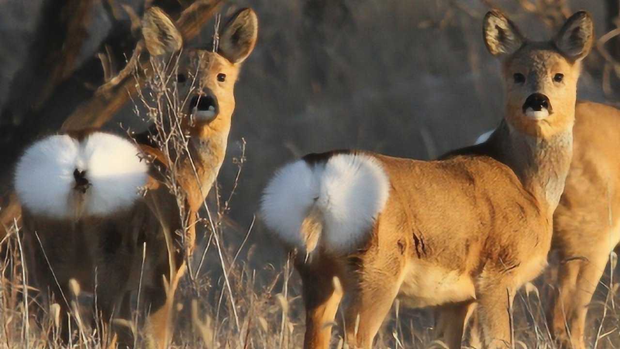 为什么都称袍子为傻狍子狍子真的傻吗看完解开多年疑惑