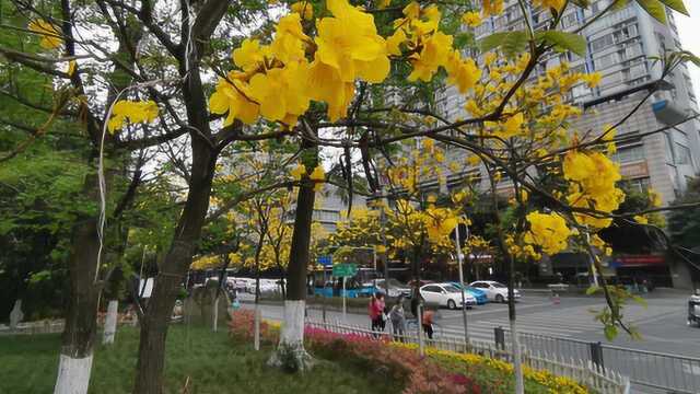 黄花风铃木,这些天成都人的朋友圈都被它刷爆了,寓意特别