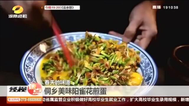 提气健脾又益肾 侗乡美味阳雀花煎蛋 你尝过吗?