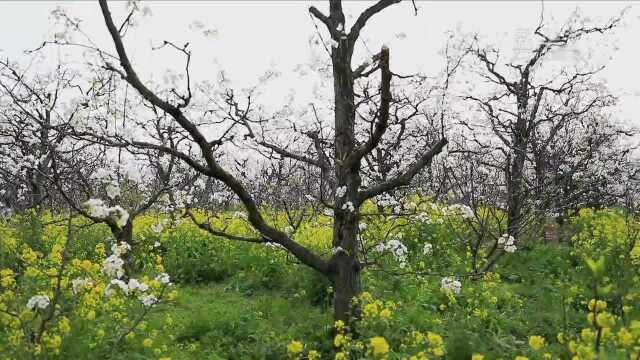 云赏花|江苏泗阳:梨花一夜攀枝头