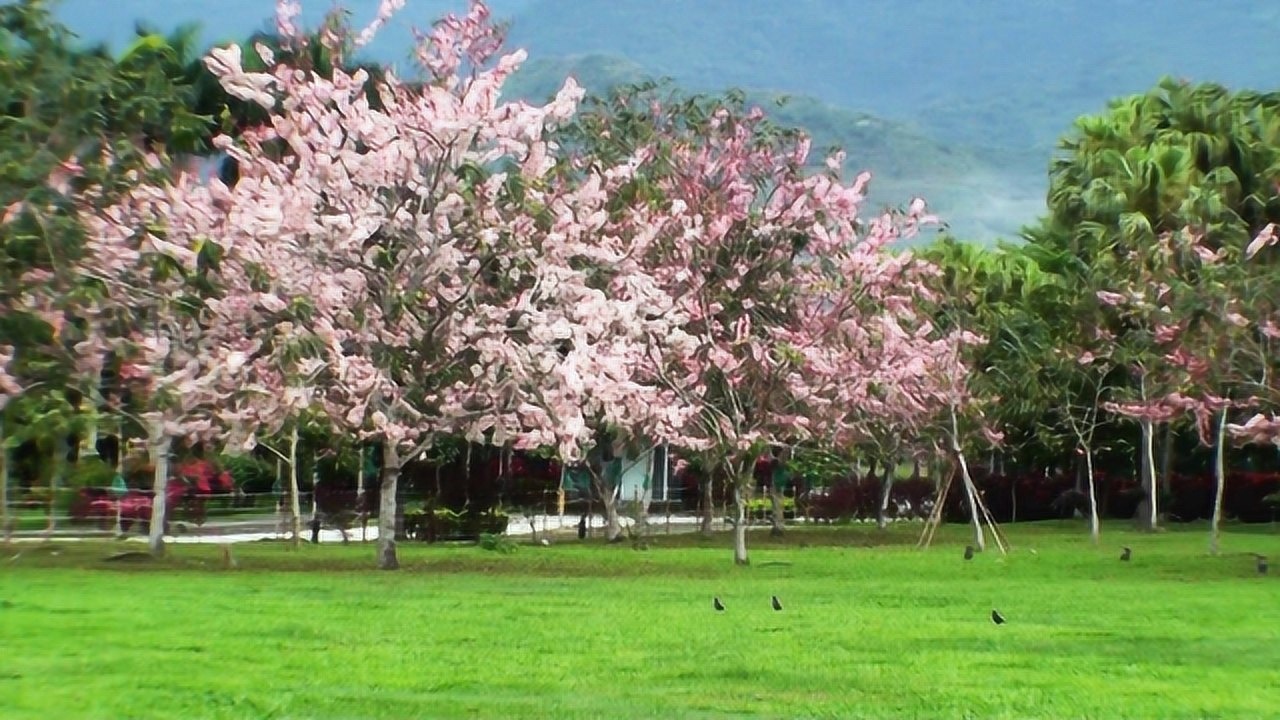 泰国樱花花旗木盛开美景欣赏,樱花观赏