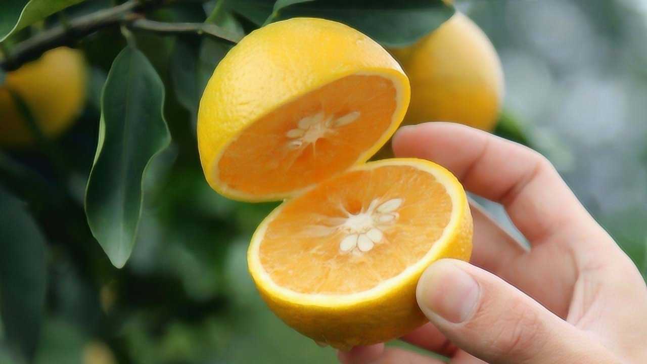 招待总统夫妇?廉江红橙真有这么好吃吗?