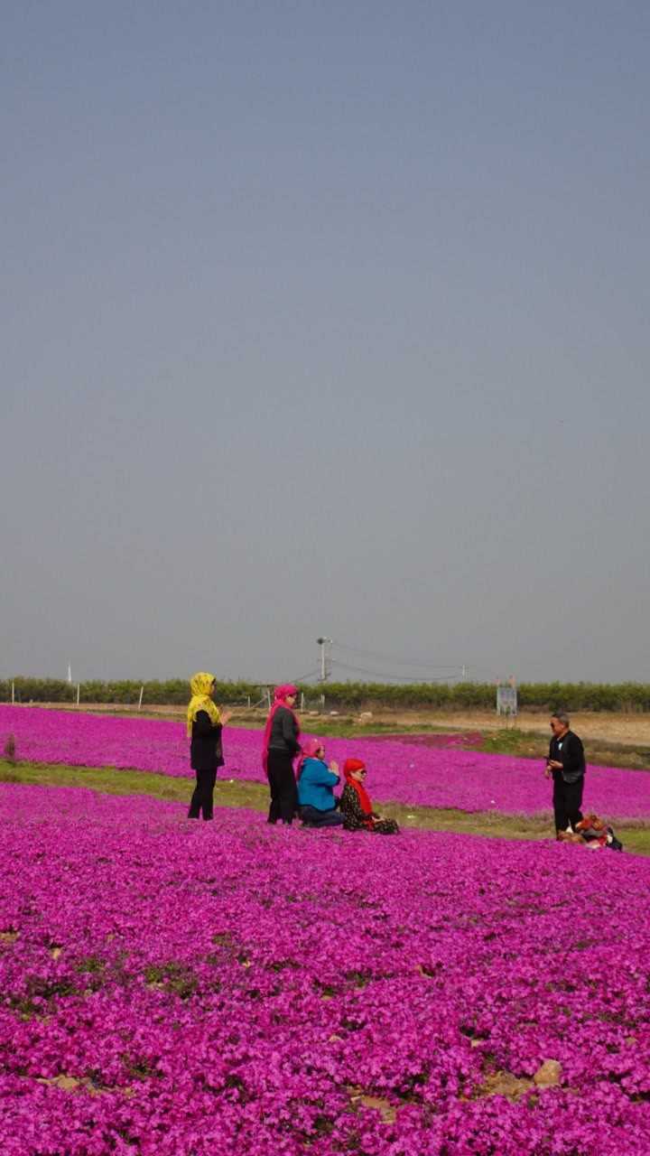 河南汝州硕平花海芝樱盛开铺满坡姹紫嫣红迎客来