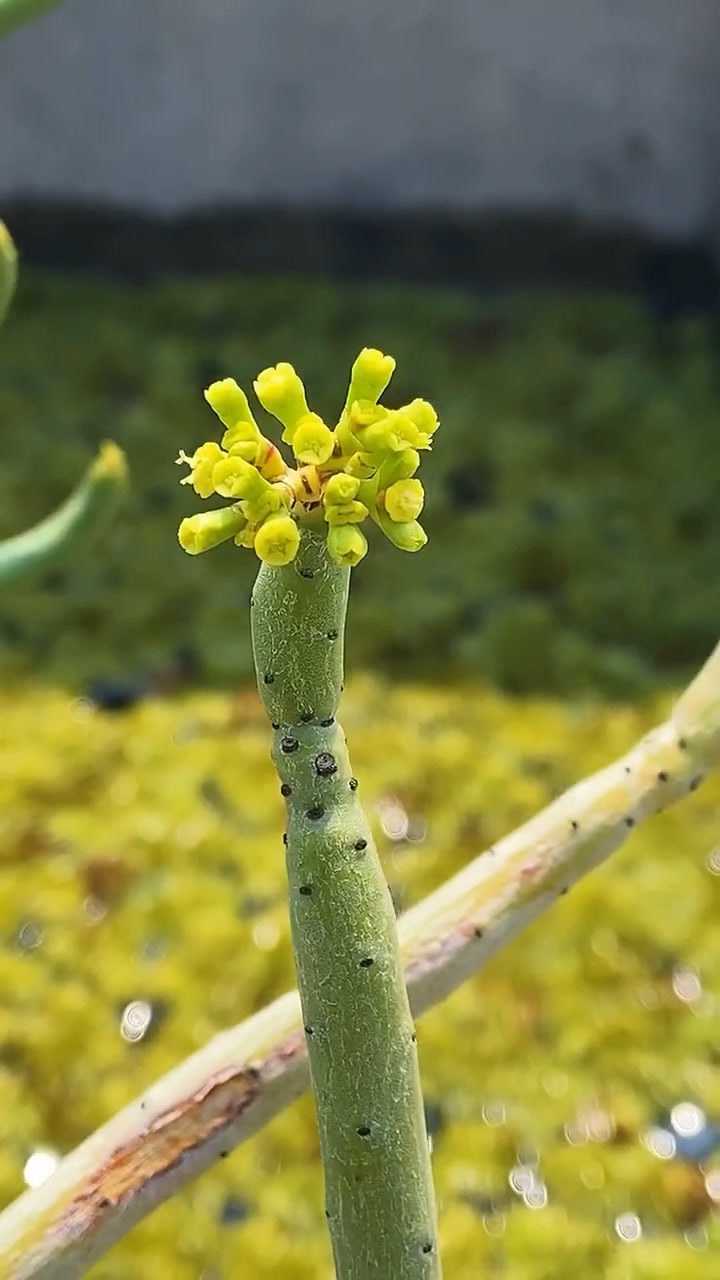 我家的光棍树终于开花了第一次看见真是太漂亮了