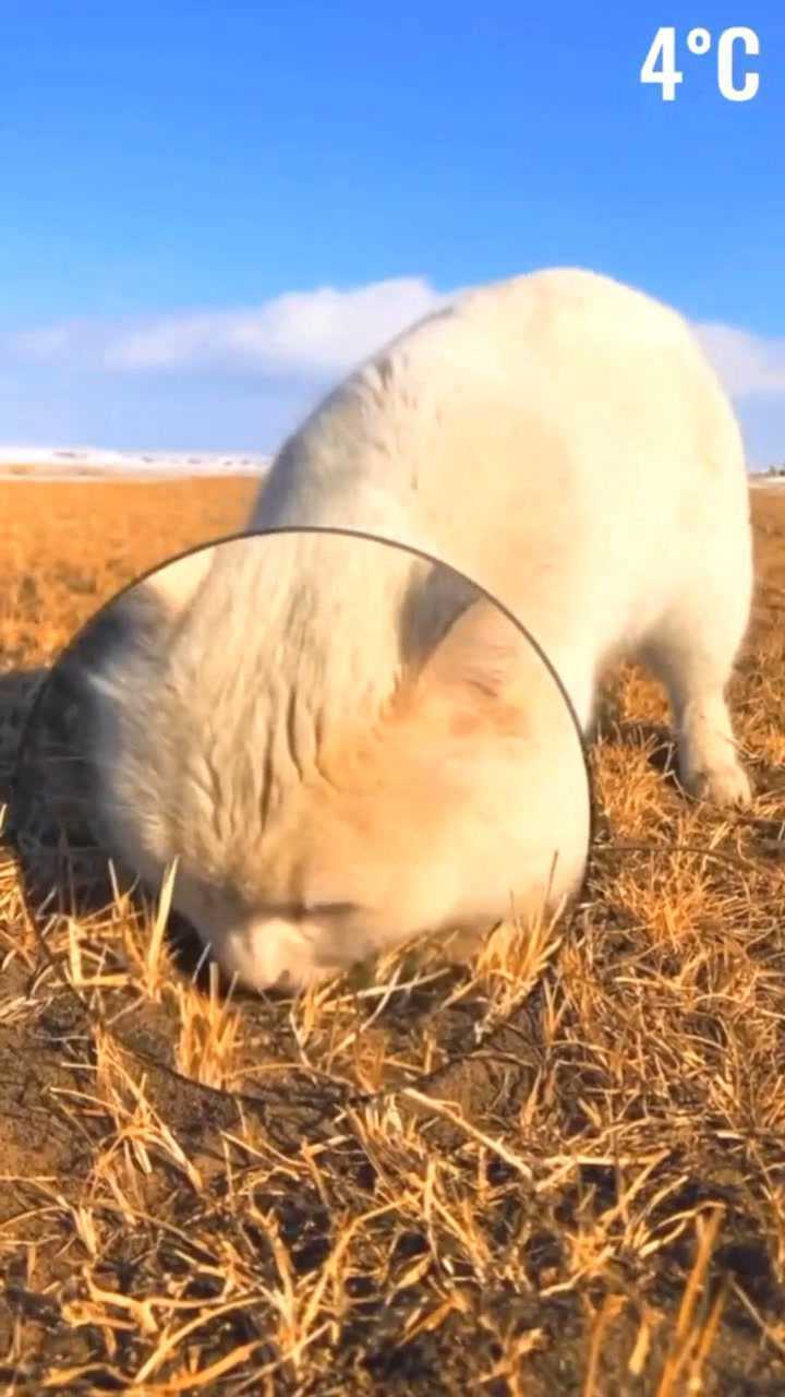 猫咪出去散步,走着走着憋不住了,就地如厕