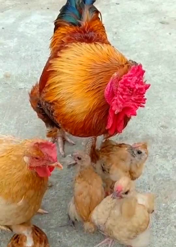 这大公鸡的鸡冠好漂亮呀!难怪这么多母鸡喜欢它