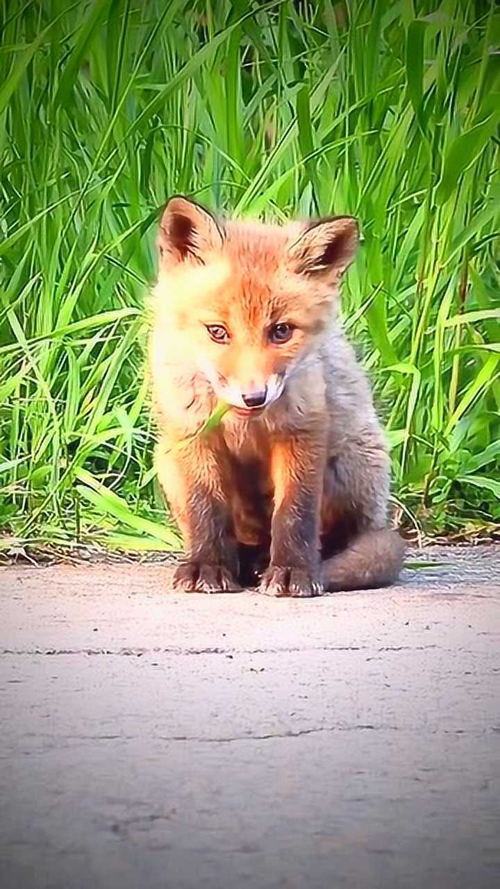 天真无邪的小赤狐 动物