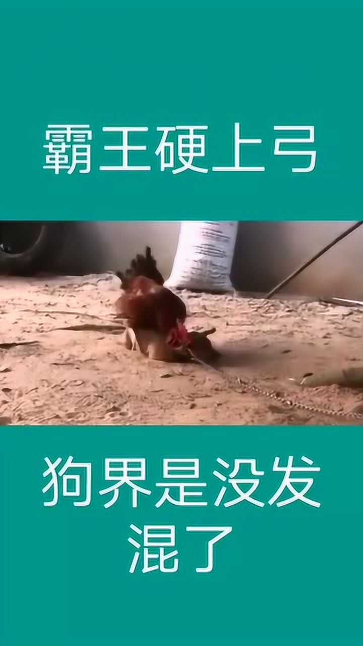 霸王硬上弓以后是没法在狗界混了连只鸡都打不过