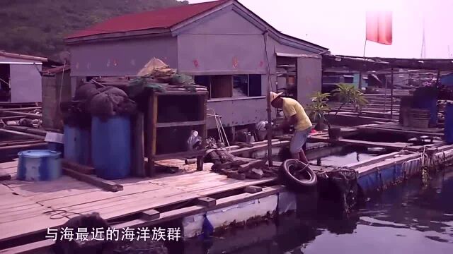 美丽乡村:新村港的海面上扎根着中国鲜为人知与海最近的海洋族群