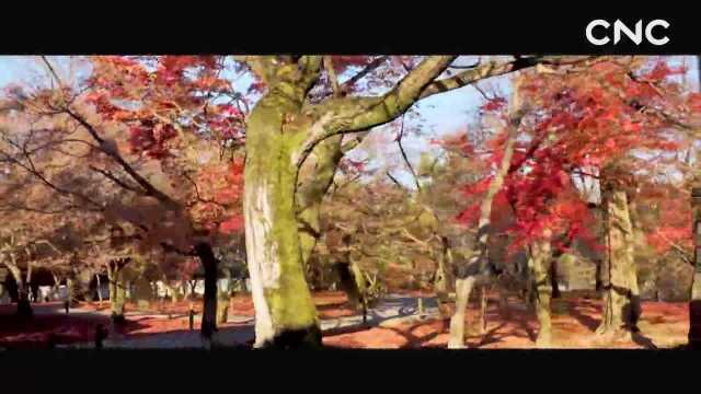 “云游”30秒——东福寺