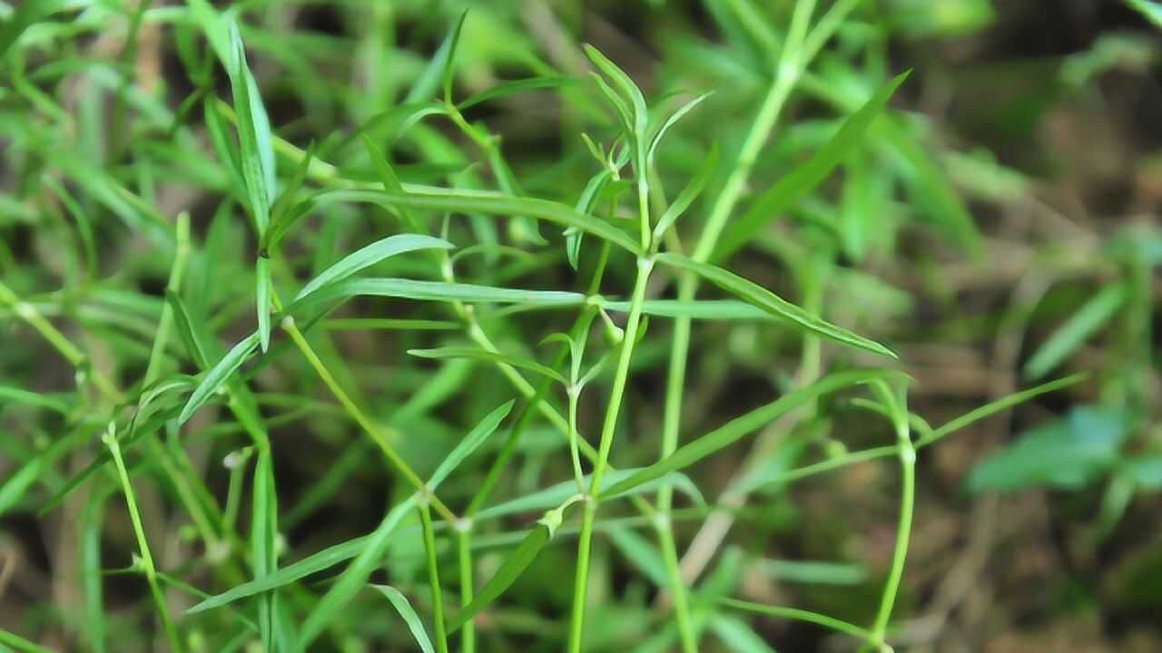 草原毒草白喉草图片