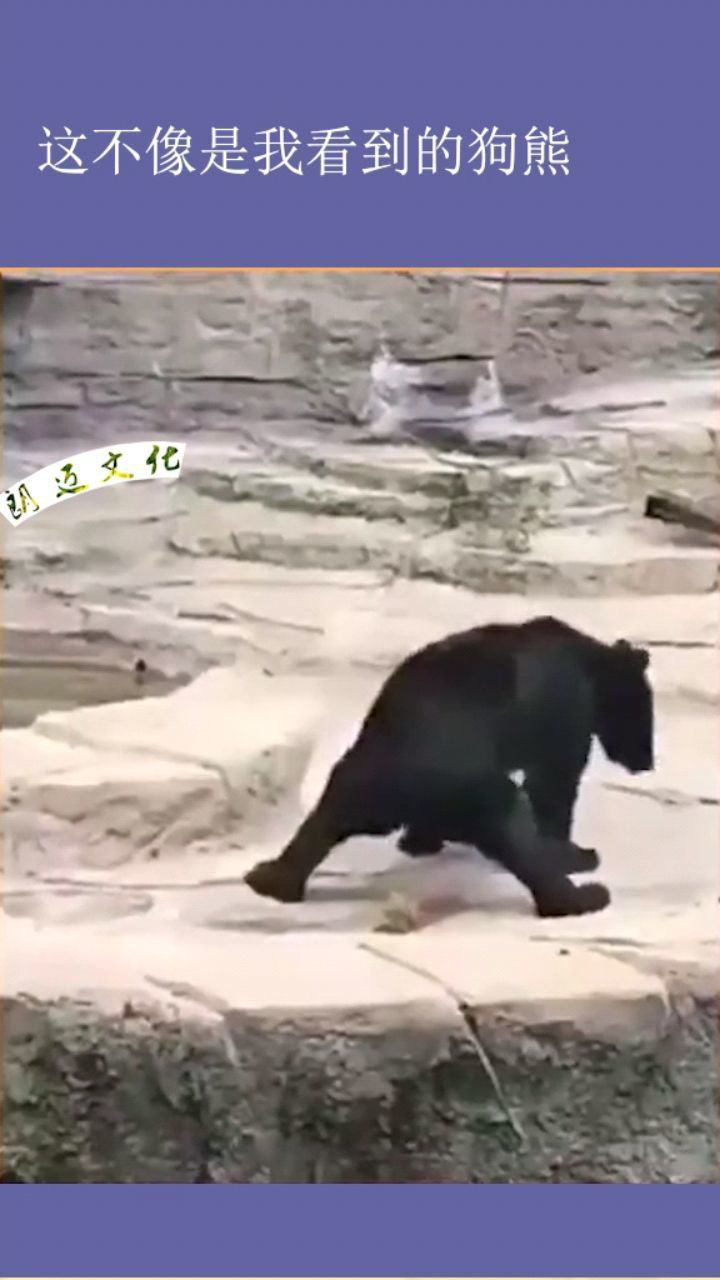 狗熊狗熊!先狗后熊