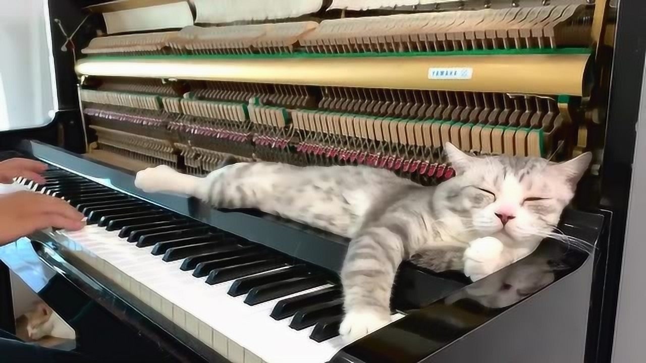 主人在弹钢琴时猫咪的反应太逗了别吵我睡觉