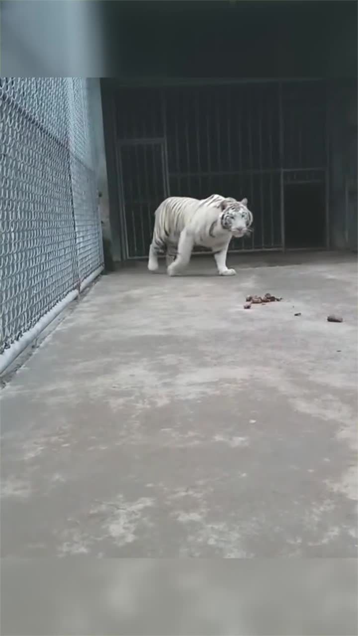 大老虎的走路姿势太魔性了,饲养员:你走的是猫步吗