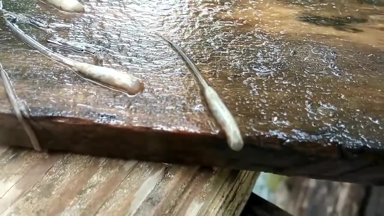 鼠尾蛆~~~长尾管蚜蝇的幼虫