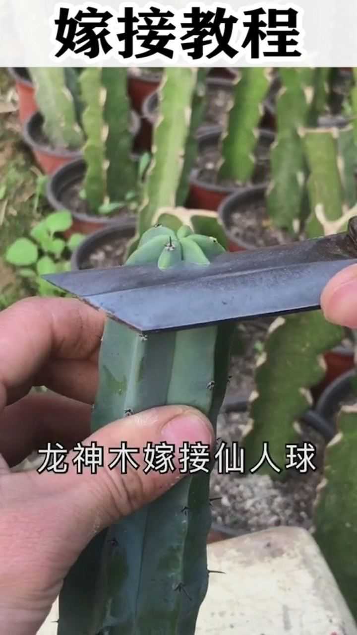 仙人球嫁接经典教程图片