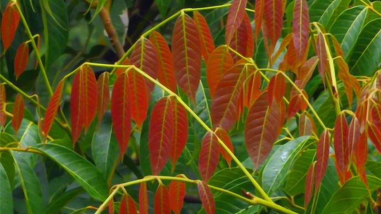 香椿和臭椿如何区分只看枝头这片叶子一眼就认出再也不会摘错了