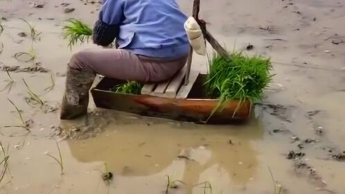 劳动人民的智慧自制的插秧船,能动,能坐,能运,累了还能歇一歇