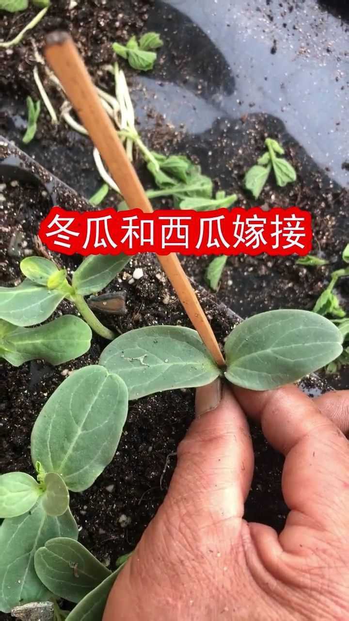 难怪我买的西瓜又大又不甜,原来西瓜和冬瓜嫁了接