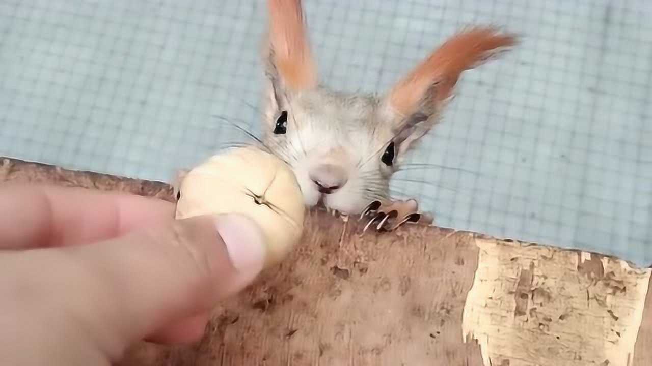 松鼠到底有多少颗牙齿,这个视频告诉你答案!网友:原来有这么多啊!