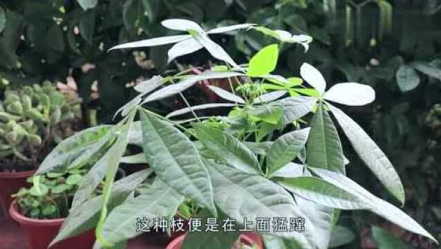 “大胆”的“剪”,这样才能让发财树,茎干更加粗壮