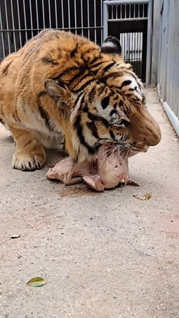 老虎吃生鸡肉会不会肚子疼呀,下次给它煮熟吃