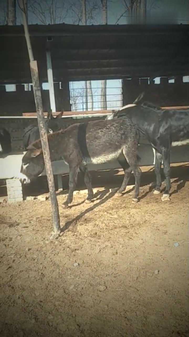 春天来了,又到了动物繁殖的季节了
