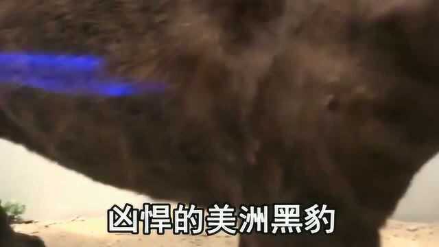 地球上美洲最凶猛的动物黑豹,比狮子都厉害,小伙伴们看完就知道了!