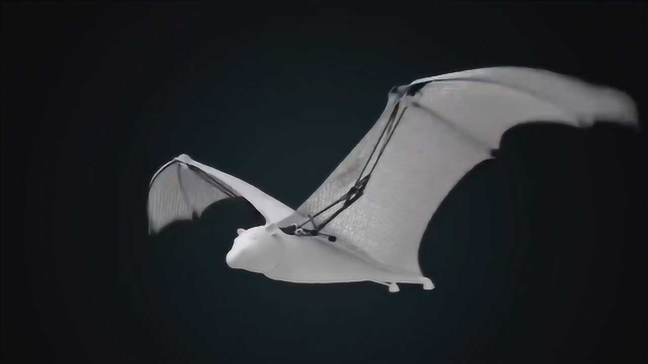 可以飞的仿生机器鸟,见过没?