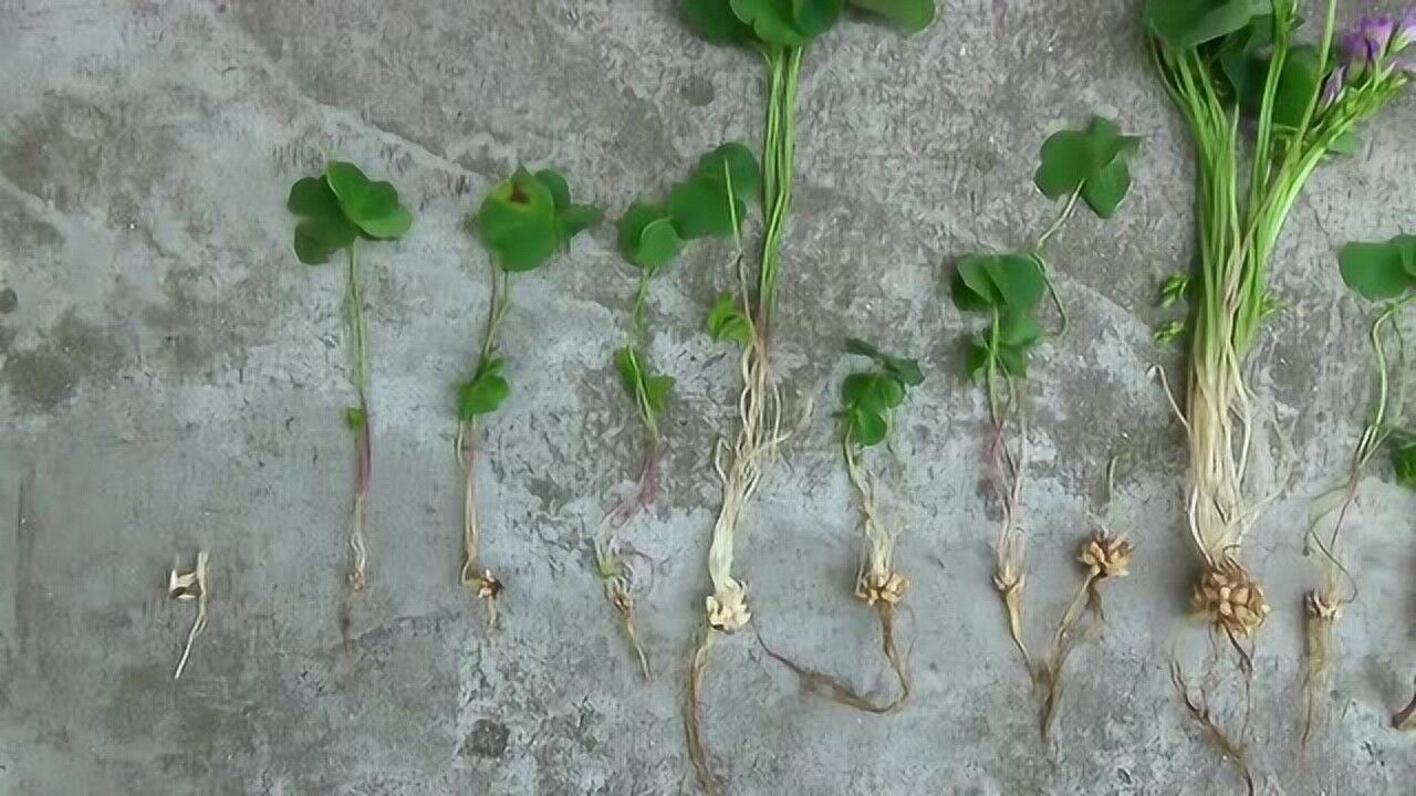 红花酢浆草的鳞茎