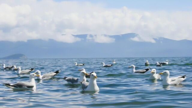 身为淡水湖却出现大量海洋生物,贝加尔湖到底藏着什么秘密?