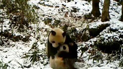 野生大熊猫母子丛林玩耍，熊猫宝宝摇树、打滚求抱抱