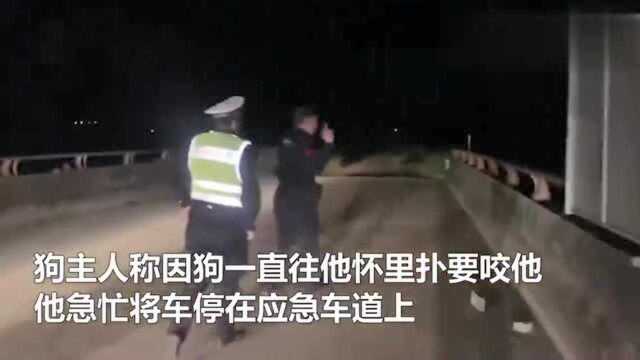 马犬高速路上突然发狂扑咬主人 民警果断开枪击毙