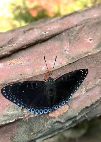蝴蝶舌头你见过吗