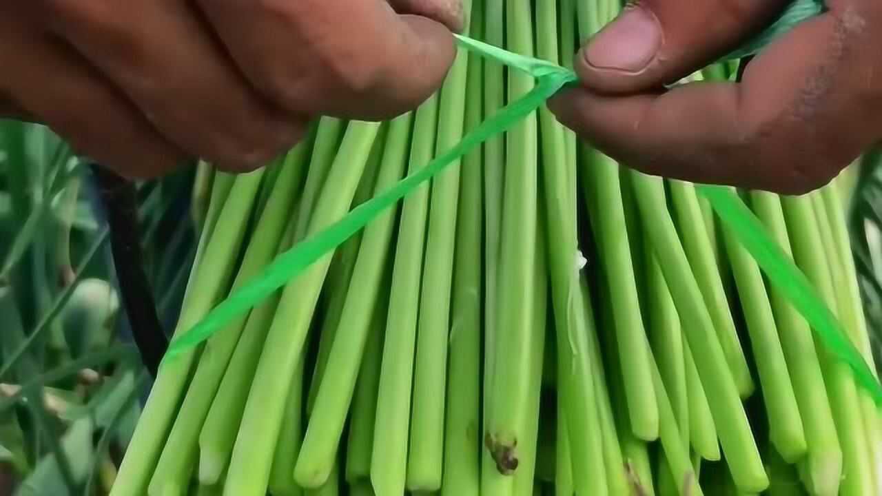 二哥教你捆蒜苔的方法,一步步教你操作步骤,农民伯伯实用的窍门!