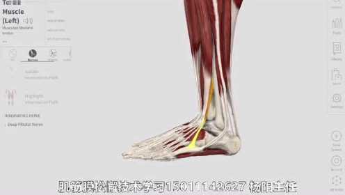 肌肉功能解剖 第三腓骨肌讲解