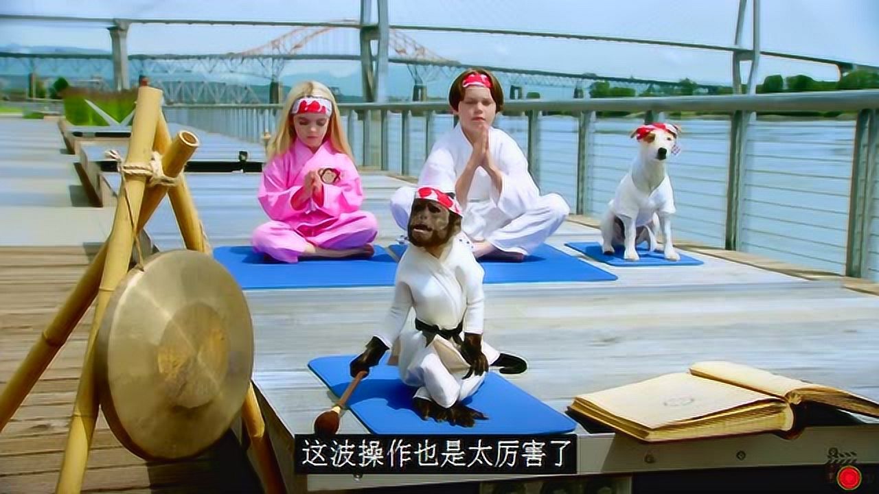 猴子在摔跤场学会功夫带着动物们打摔跤比赛一部喜剧动作电影