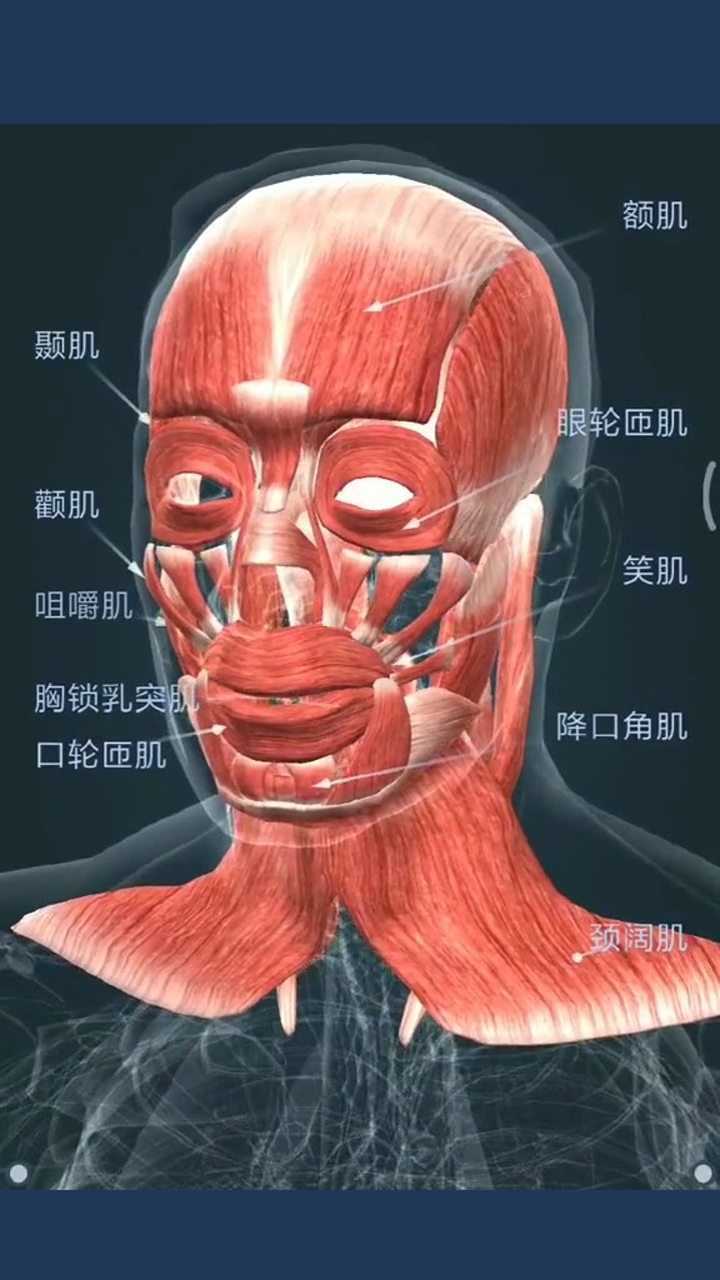 头颈肌肉解剖图认识身体从头做起