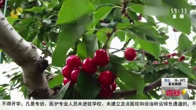 烟台:假期周边游 采摘大棚樱桃来尝鲜 个大鲜红还能随自己挑选