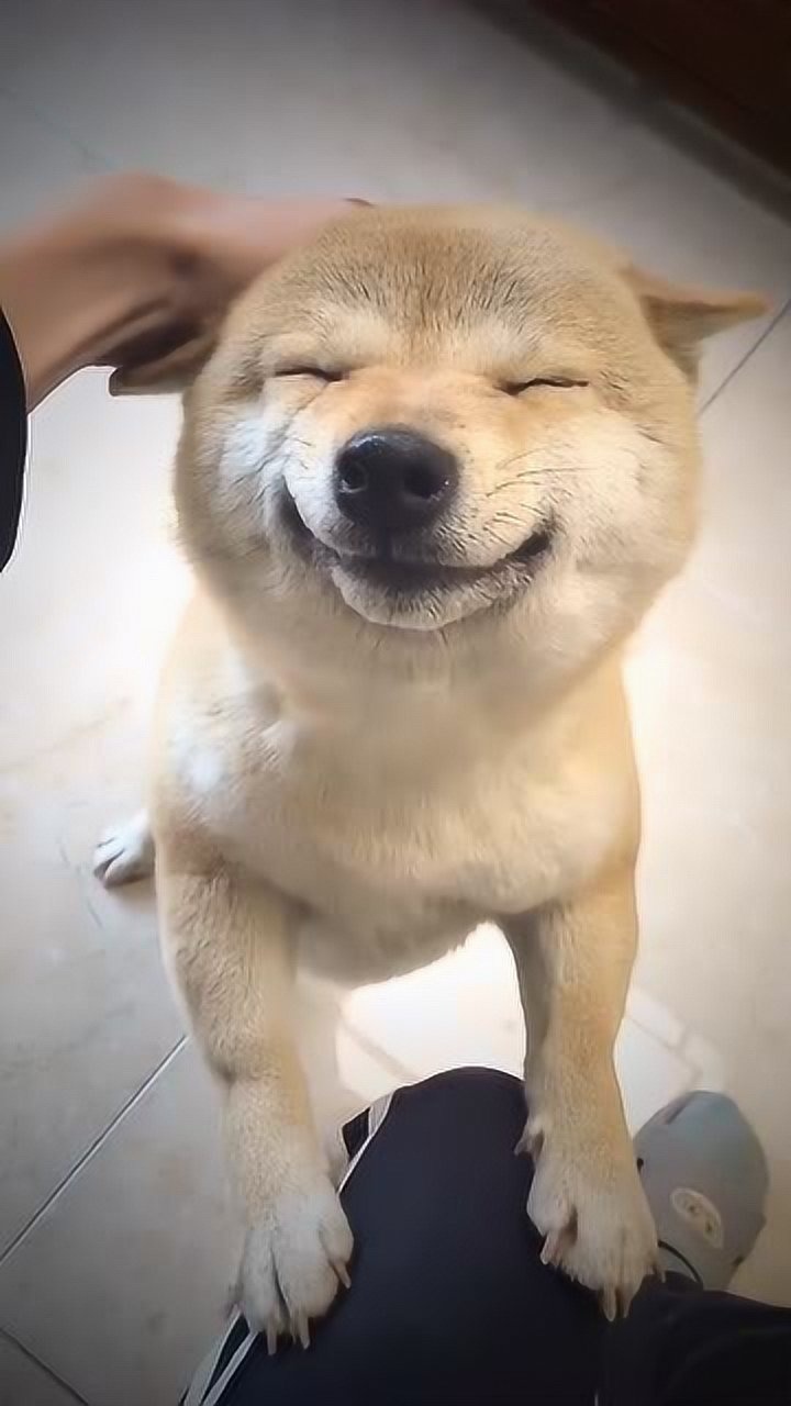 全网最治愈柴柴,这狗真的会笑,一直以为是表情包呢