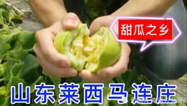 吃瓜的季节到了 马连庄甜瓜 皮薄又脆 果肉清甜