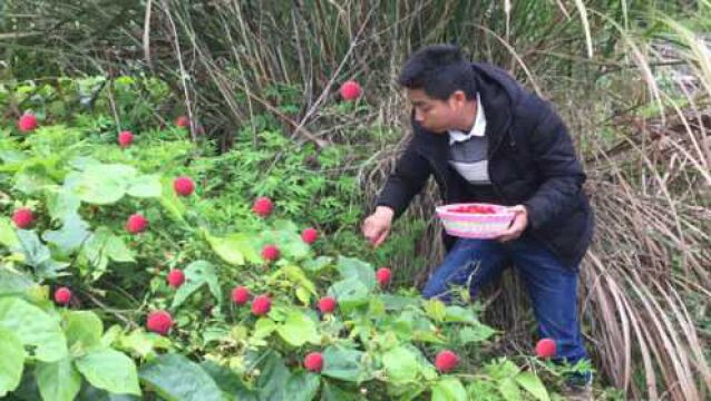 农村稀少的野草莓,城里人有钱也吃不到,小伙有幸摘了一大蓝