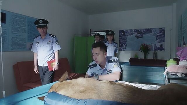 警犬:警犬被罪犯喷毒昏迷不醒,所长给他颁发勋章,下秒奇迹出现