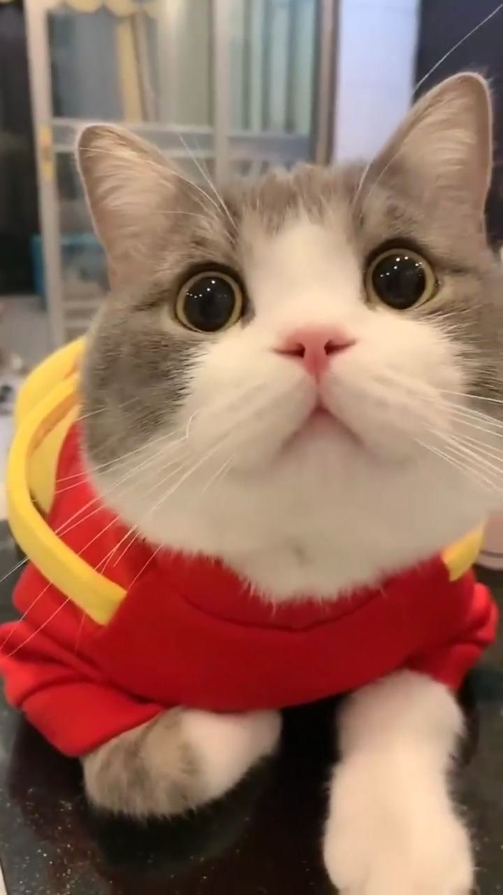 全网最好看的猫土豆_腾讯视频